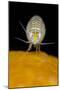 Amphipod (Iphimedia Obesa) on of a Colony of Deadman's Fingers Coral, Loch Carron, Scotland, UK-Alex Mustard-Mounted Photographic Print