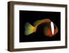 Amphiprion Melanopus (Fire Clownfish, Black Anemonefish, Red and Black Anemonefish, Cinnamon Clownf-Paul Starosta-Framed Photographic Print