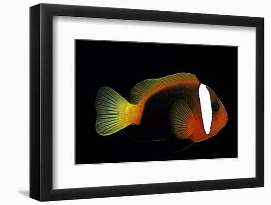 Amphiprion Melanopus (Fire Clownfish, Black Anemonefish, Red and Black Anemonefish, Cinnamon Clownf-Paul Starosta-Framed Photographic Print
