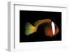 Amphiprion Melanopus (Fire Clownfish, Black Anemonefish, Red and Black Anemonefish, Cinnamon Clownf-Paul Starosta-Framed Photographic Print