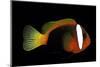 Amphiprion Melanopus (Fire Clownfish, Black Anemonefish, Red and Black Anemonefish, Cinnamon Clownf-Paul Starosta-Mounted Photographic Print