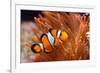 Amphiprion Ocellaris Clownfish in Marine Aquarium-Aleksey Stemmer-Framed Photographic Print