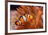 Amphiprion Ocellaris Clownfish in Marine Aquarium-Aleksey Stemmer-Framed Photographic Print