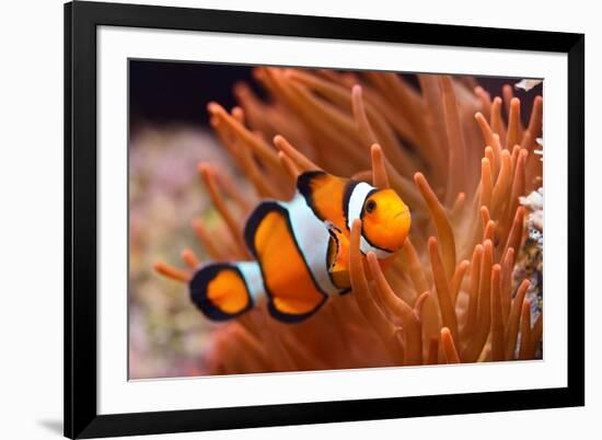 Amphiprion Ocellaris Clownfish in Marine Aquarium-Aleksey Stemmer-Framed Photographic Print