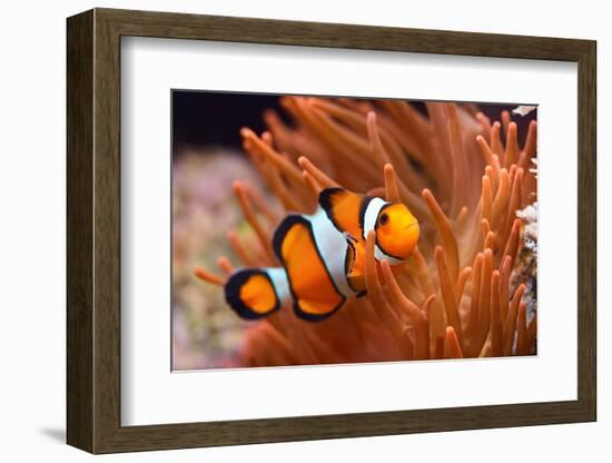 Amphiprion Ocellaris Clownfish in Marine Aquarium-Aleksey Stemmer-Framed Photographic Print