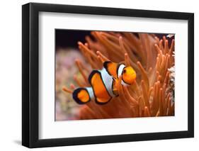 Amphiprion Ocellaris Clownfish in Marine Aquarium-Aleksey Stemmer-Framed Photographic Print