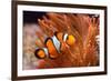 Amphiprion Ocellaris Clownfish in Marine Aquarium-Aleksey Stemmer-Framed Photographic Print