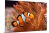 Amphiprion Ocellaris Clownfish in Marine Aquarium-Aleksey Stemmer-Mounted Photographic Print