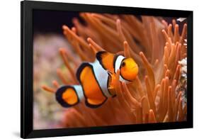 Amphiprion Ocellaris Clownfish in Marine Aquarium-Aleksey Stemmer-Framed Photographic Print