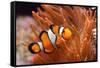 Amphiprion Ocellaris Clownfish in Marine Aquarium-Aleksey Stemmer-Framed Stretched Canvas