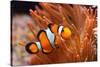 Amphiprion Ocellaris Clownfish in Marine Aquarium-Aleksey Stemmer-Stretched Canvas