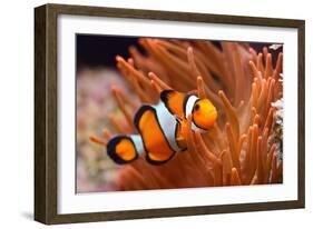 Amphiprion Ocellaris Clownfish in Marine Aquarium-Aleksey Stemmer-Framed Photographic Print