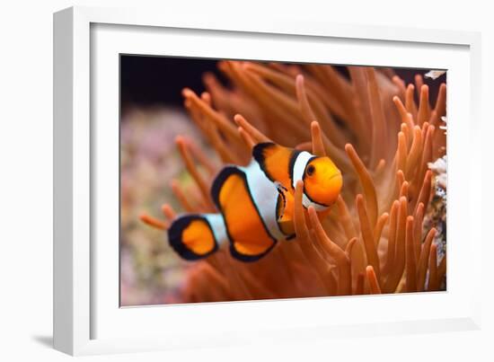 Amphiprion Ocellaris Clownfish in Marine Aquarium-Aleksey Stemmer-Framed Photographic Print