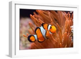 Amphiprion Ocellaris Clownfish in Marine Aquarium-Aleksey Stemmer-Framed Photographic Print