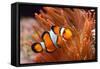 Amphiprion Ocellaris Clownfish in Marine Aquarium-Aleksey Stemmer-Framed Stretched Canvas