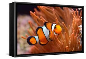 Amphiprion Ocellaris Clownfish in Marine Aquarium-Aleksey Stemmer-Framed Stretched Canvas