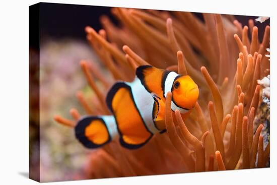 Amphiprion Ocellaris Clownfish in Marine Aquarium-Aleksey Stemmer-Stretched Canvas