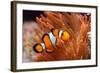 Amphiprion Ocellaris Clownfish in Marine Aquarium-Aleksey Stemmer-Framed Photographic Print