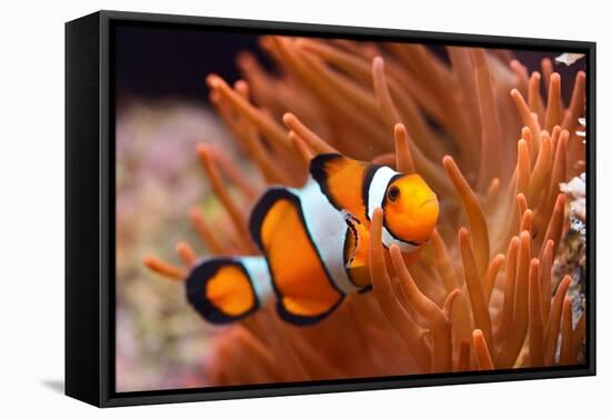 Amphiprion Ocellaris Clownfish in Marine Aquarium-Aleksey Stemmer-Framed Stretched Canvas