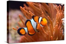 Amphiprion Ocellaris Clownfish in Marine Aquarium-Aleksey Stemmer-Stretched Canvas