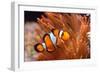 Amphiprion Ocellaris Clownfish in Marine Aquarium-Aleksey Stemmer-Framed Photographic Print