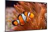 Amphiprion Ocellaris Clownfish in Marine Aquarium-Aleksey Stemmer-Mounted Photographic Print