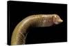 Amphisbaenidae.-Paul Starosta-Stretched Canvas