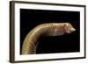 Amphisbaenidae.-Paul Starosta-Framed Photographic Print