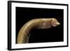 Amphisbaenidae.-Paul Starosta-Framed Photographic Print