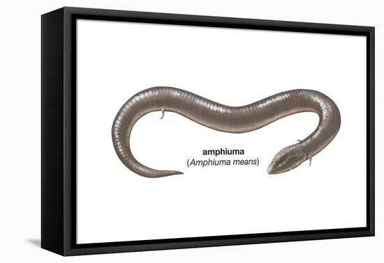 Amphiuma (Amphiuma Means), Amphibians-Encyclopaedia Britannica-Framed Stretched Canvas