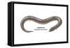 Amphiuma (Amphiuma Means), Amphibians-Encyclopaedia Britannica-Framed Stretched Canvas