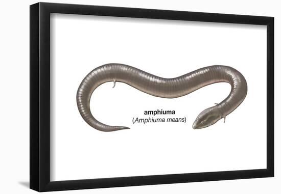 Amphiuma (Amphiuma Means), Amphibians-Encyclopaedia Britannica-Framed Poster