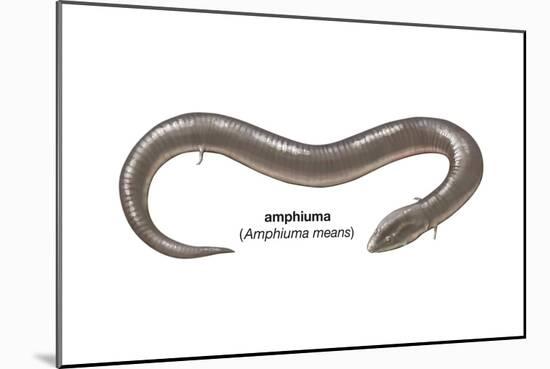 Amphiuma (Amphiuma Means), Amphibians-Encyclopaedia Britannica-Mounted Poster