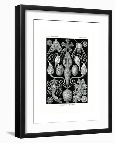 Amphoridea, 1899-1904-null-Framed Giclee Print