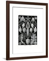 Amphoridea, 1899-1904-null-Framed Giclee Print