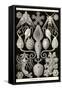 Amphoridea-Ernst Haeckel-Framed Stretched Canvas