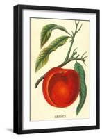 Amsden Peach-null-Framed Art Print