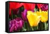 Amsterdam Tulips.-oscarcwilliams-Framed Stretched Canvas