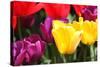 Amsterdam Tulips.-oscarcwilliams-Stretched Canvas