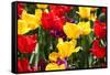 Amsterdam Tulips.-oscarcwilliams-Framed Stretched Canvas