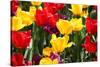 Amsterdam Tulips.-oscarcwilliams-Stretched Canvas