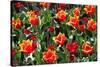 Amsterdam Tulips.-oscarcwilliams-Stretched Canvas