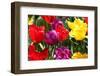 Amsterdam Tulips.-oscarcwilliams-Framed Photographic Print