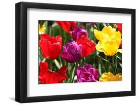 Amsterdam Tulips.-oscarcwilliams-Framed Photographic Print