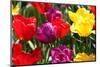 Amsterdam Tulips.-oscarcwilliams-Mounted Photographic Print