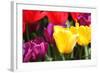 Amsterdam Tulips.-oscarcwilliams-Framed Photographic Print