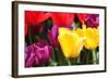 Amsterdam Tulips.-oscarcwilliams-Framed Photographic Print