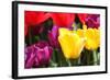 Amsterdam Tulips.-oscarcwilliams-Framed Photographic Print