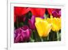 Amsterdam Tulips.-oscarcwilliams-Framed Photographic Print