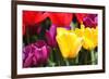 Amsterdam Tulips.-oscarcwilliams-Framed Photographic Print